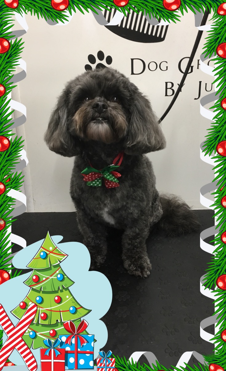 Dog being groomed at Posh Paws Preston