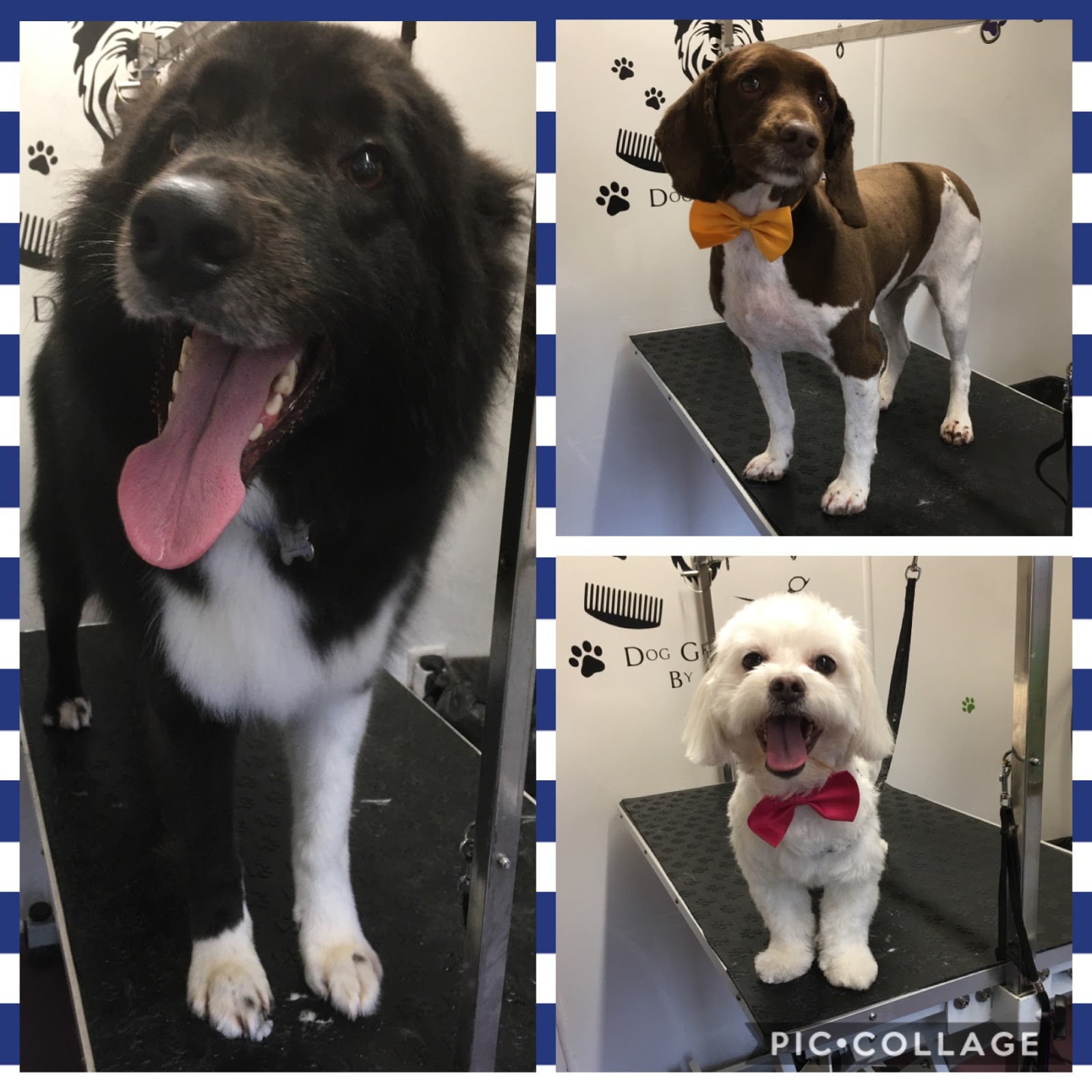 Freshly groomed dog Walton-le-Dale