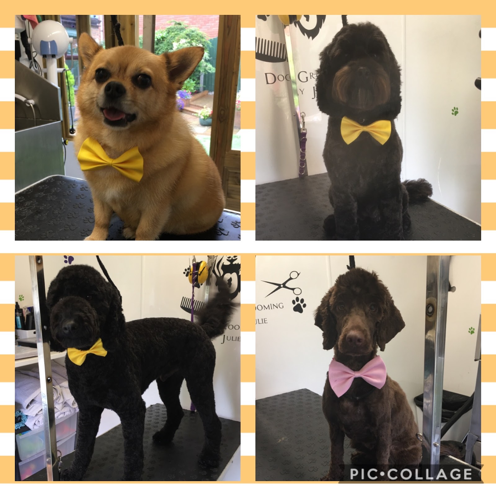 Happy dog after grooming in Preston