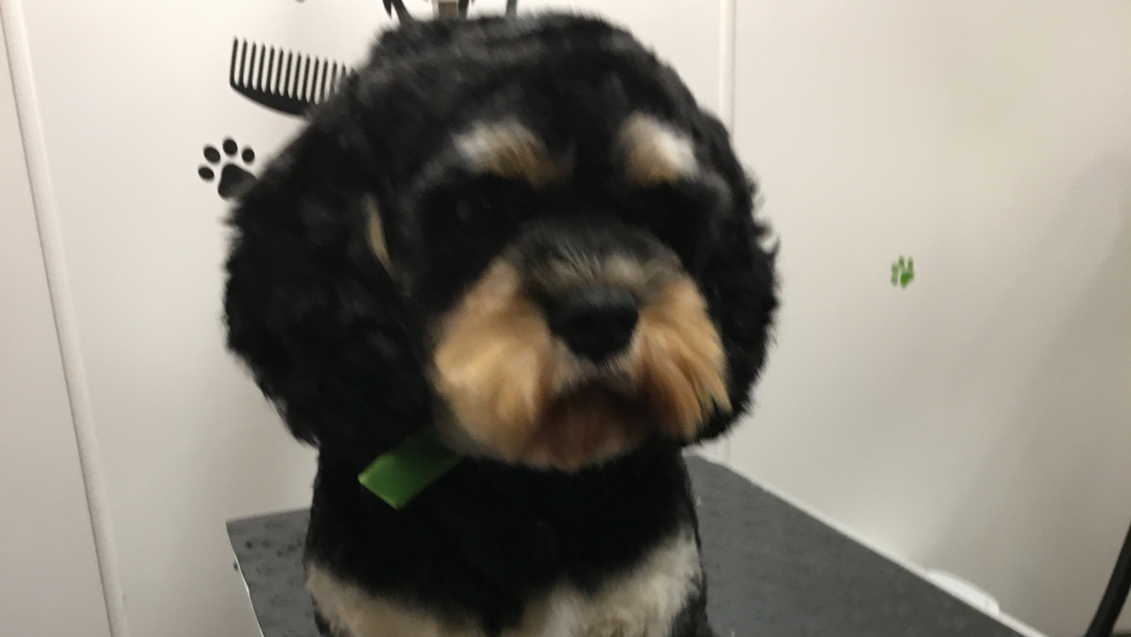 A freshly groomed dog at Posh Paws @ Walton Park, Preston